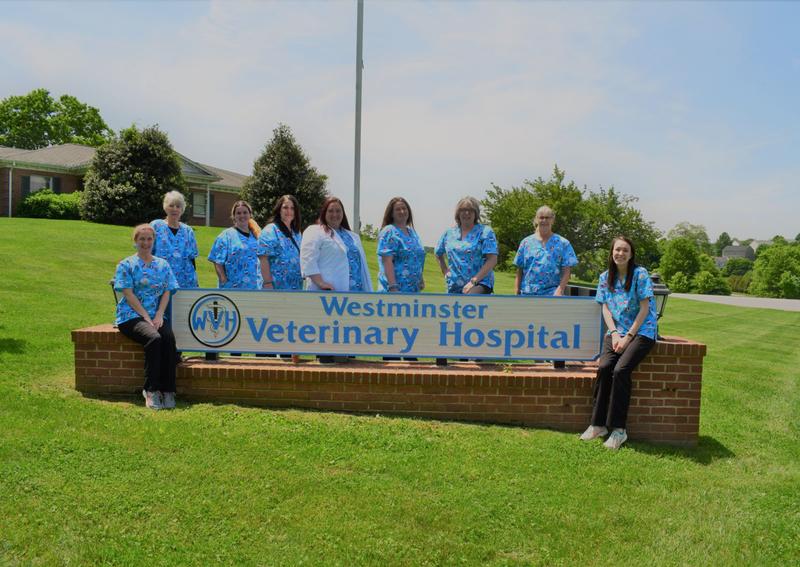 Carousel Slide 14: Westminster Veterinary Hospital Veterinary Team